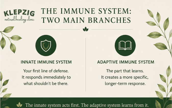 The innate immune system and the adaptive immune system working together.